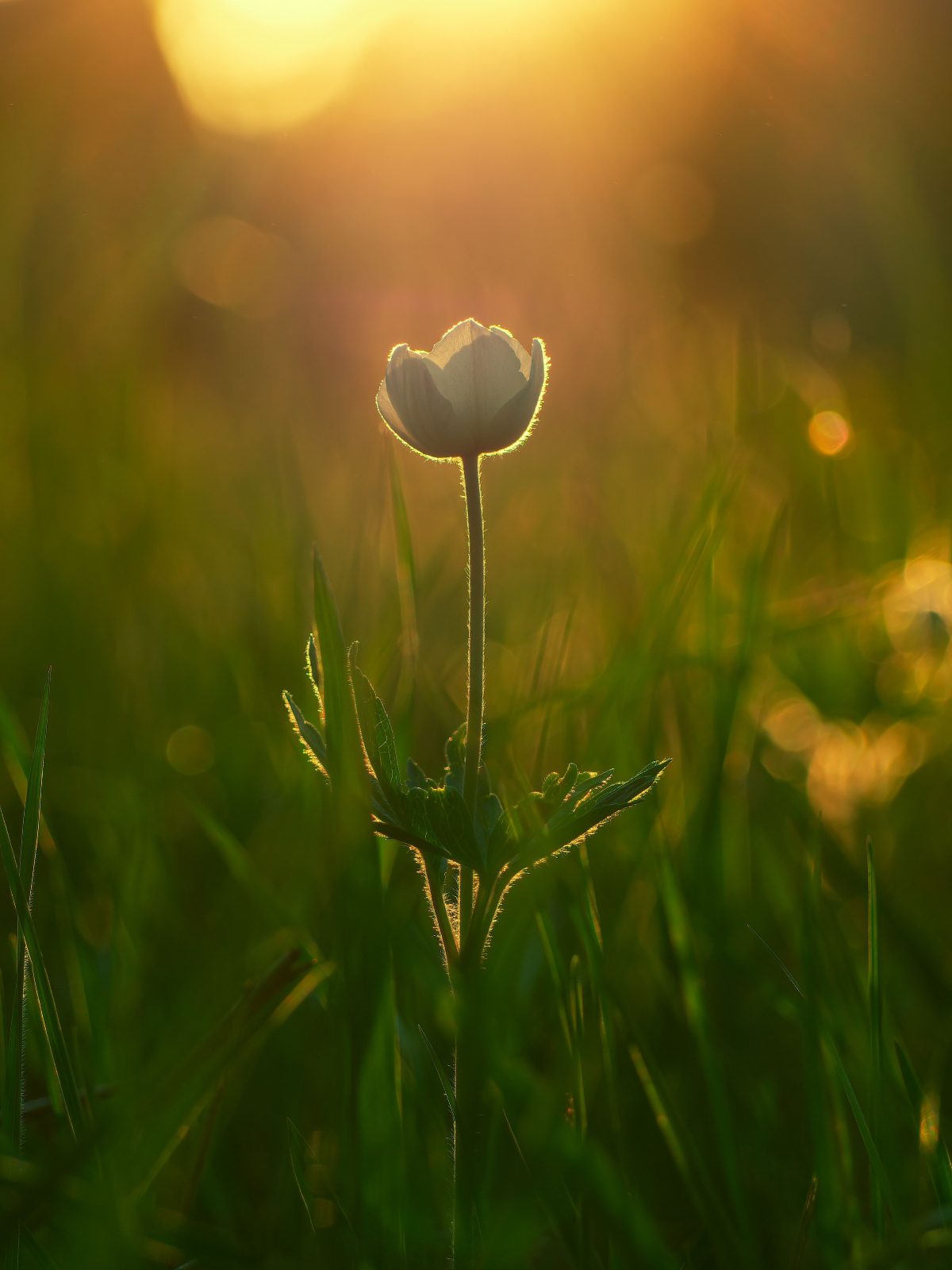 A single flower in evening light